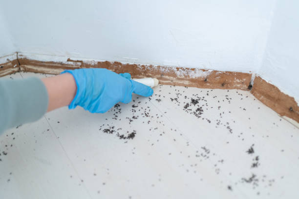 Best Rat Extermination Near Me  in Thompsonville, CT